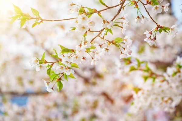 Fioritura Sakura Fiore di ciliegio — Foto Stock