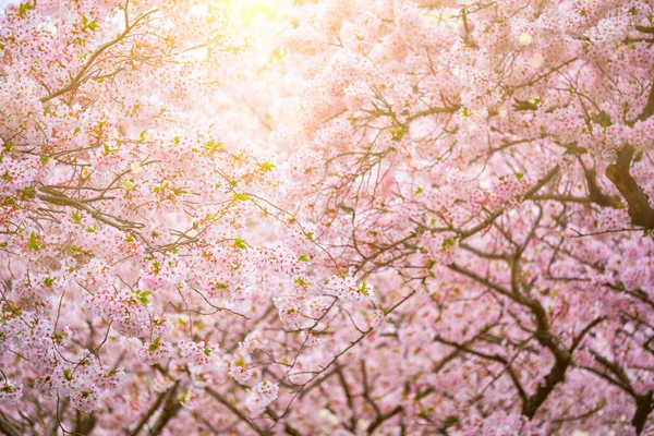 Blommande sakura körsbär blomma — Stockfoto