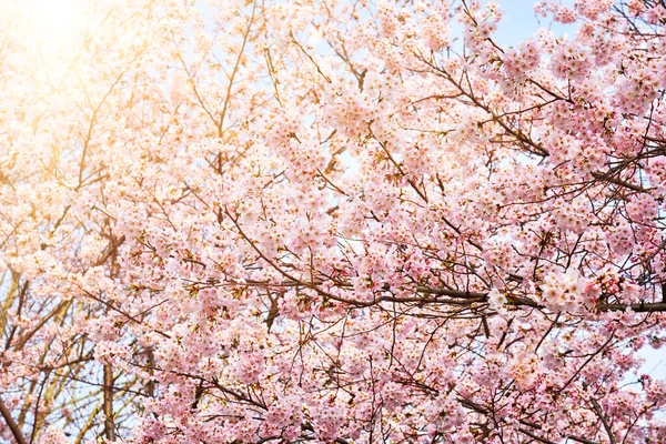 Flor de cereja Sakura florescente — Fotografia de Stock