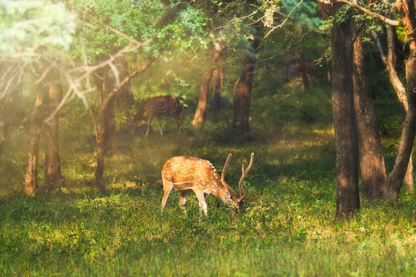 Beautiful male chital or spotted deer in Ranthambore National Park, Rajasthan, India — Stock Photo, Image