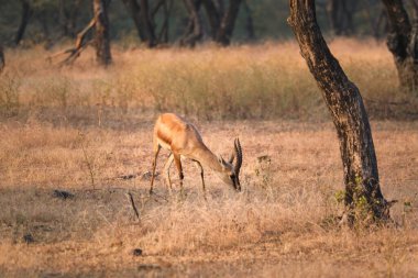 Rathnambore Ulusal Parkı, Rajasthan, Hindistan 'da Hint Bennetti ceylanı veya çinkara
