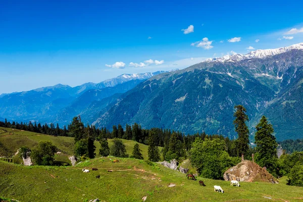 Dağlardaki atlar. Himachal Pradesh, Hindistan — Stok fotoğraf