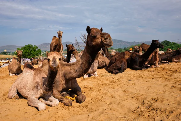 Kamelen op Pushkar Mela Pushkar Camel Fair, India — Stockfoto