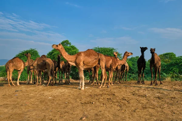 Καμήλες στο Pushkar Mela Pushkar Camel Fair, Ινδία — Φωτογραφία Αρχείου