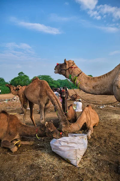Kamelen op Pushkar Mela Pushkar Camel Fair, India — Stockfoto