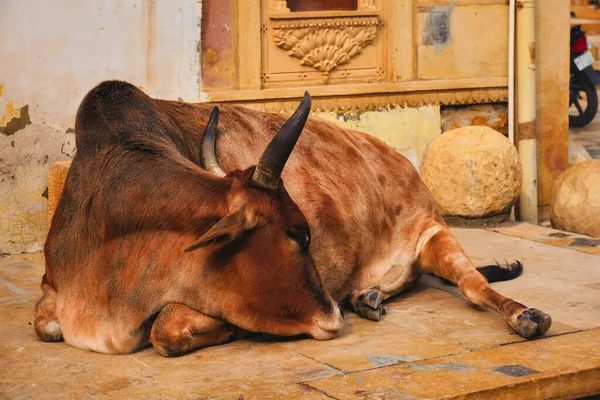 Vaca indiana descansando na rua — Fotografia de Stock