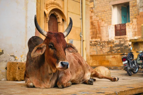 Vaca indiana descansando na rua — Fotografia de Stock