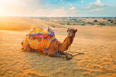Gün batımında Thar Çölü 'nün kum tepelerindeki Hint devesi. Jaisalmer, Rajasthan, Hindistan