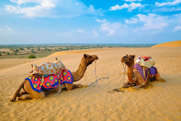 Indyjski wielbłąd na wydmach pustyni Thar o zachodzie słońca. Jaisalmer, Rajasthan, Indie — Zdjęcie stockowe