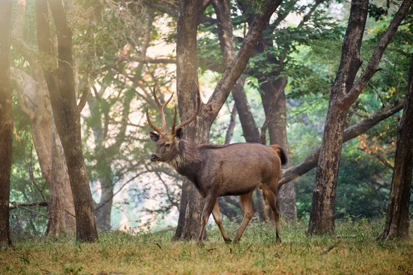 Sambar Rusa jednobarevný jelen v Národním parku Ranthambore, Rajasthan, Indie — Stock fotografie