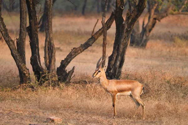 Gazela indiana bennetti ou chinkara no Parque Nacional Rathnambore, Rajasthan, Índia — Fotografia de Stock