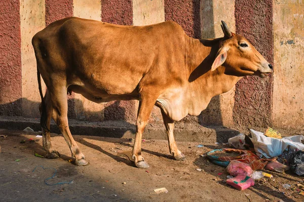 Vaca na rua da Índia — Fotografia de Stock