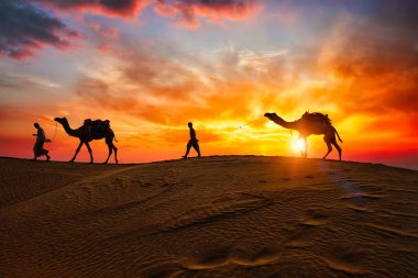 Hintli cameleers deve sürücüsü gün batımında kum tepelerinde deve siluetleriyle. Jaisalmer, Rajasthan, Hindistan