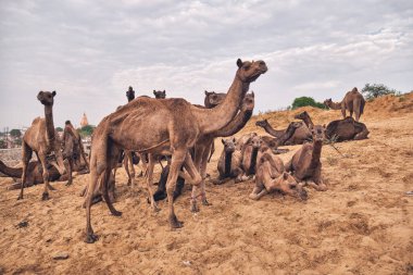 Pushkar Mela Pushkar Deve Fuarı, Hindistan
