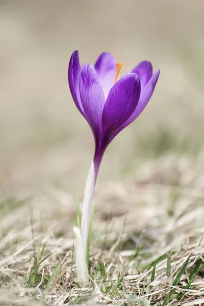 Voorjaarskrokusbloem — Stockfoto