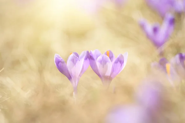 Kevätkrookuksen kukat — kuvapankkivalokuva