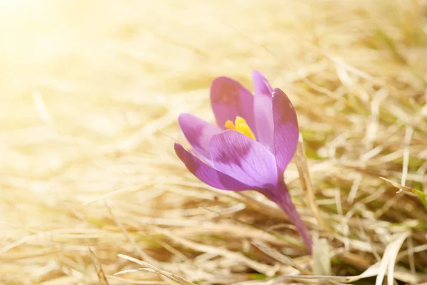 Krokusblüte im Frühling — Stockfoto