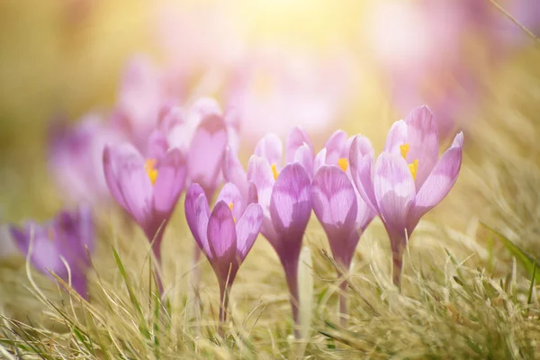 Fiori di croco primaverili — Foto Stock