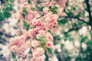 Sakura çiçekleri açıyor.