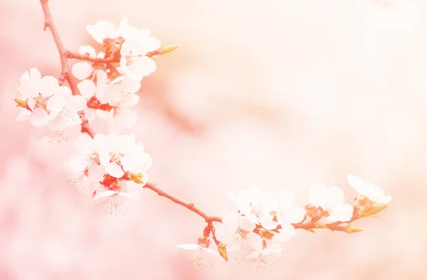 Flores de albaricoque — Foto de Stock