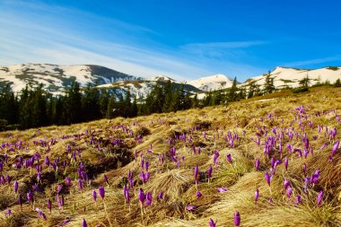 Çiğdemler ile manzara