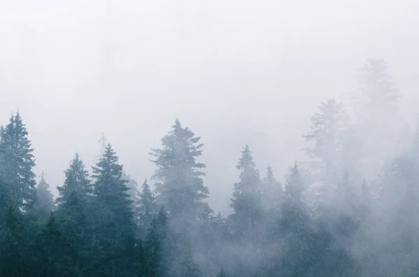 Nebelige Morgenlandschaft — Stockfoto