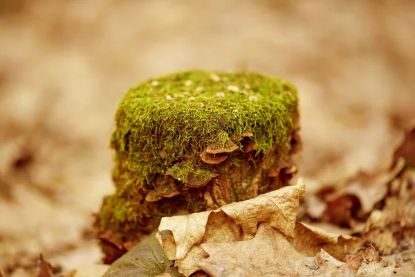 Baumstumpf mit Moos — Stockfoto