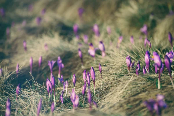 Voorjaarskrokusbloemen — Stockfoto