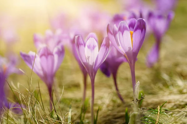 Jarní krokus květiny — Stock fotografie