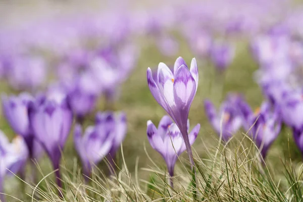 Voorjaarskrokusbloemen — Stockfoto