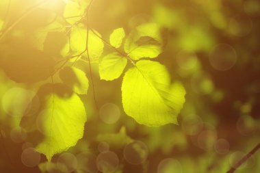Güneşli yeşil yapraklar
