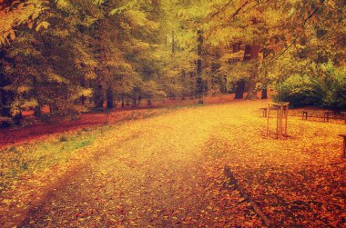 sonbahar güneşli park