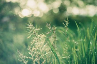 Doğal soyut güneşli arkaplan