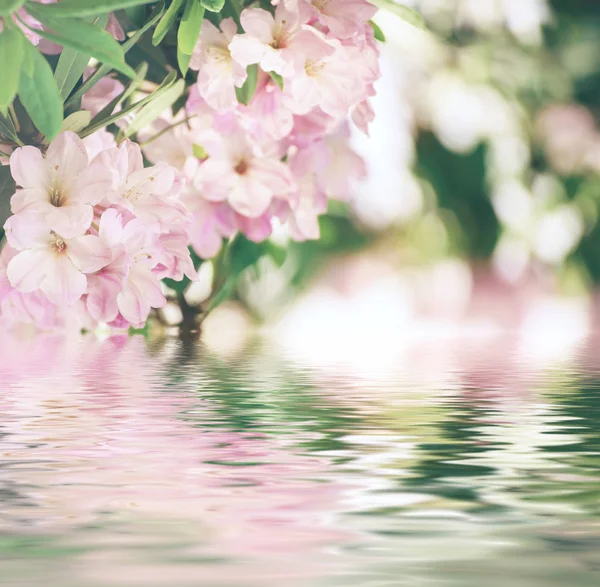 Ροδόδενδρο μέγιστη ροζ λουλούδια — Φωτογραφία Αρχείου