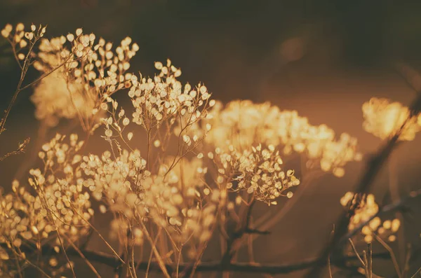 Musim gugur matahari terbenam tanaman — Stok Foto