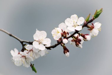 Kayısı ağacı çiçekleri