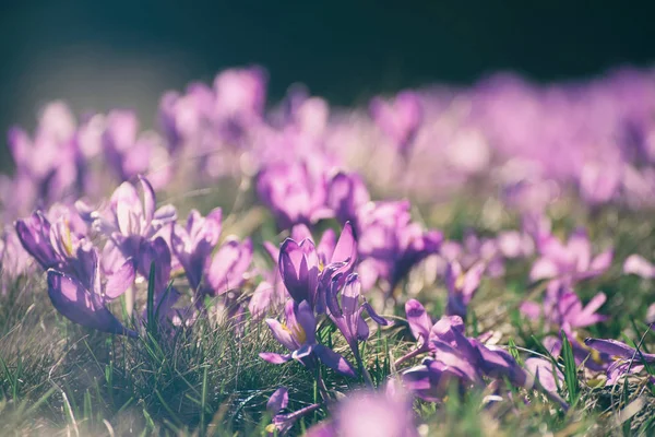 Flores de primavera de azafrán —  Fotos de Stock