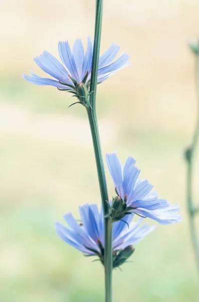 Fiore di cicoria in natura — Foto Stock