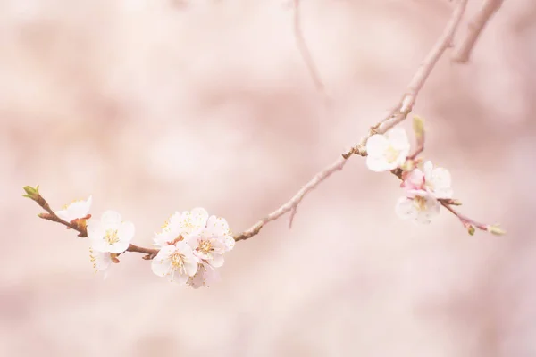 Floresce de damasco — Fotografia de Stock