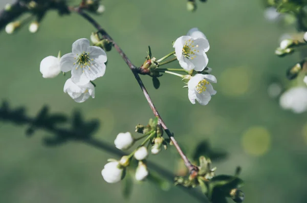 Flores de primavera de cereza —  Fotos de Stock