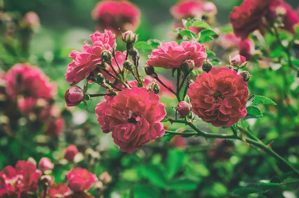 Red roses garden — Stock Photo, Image