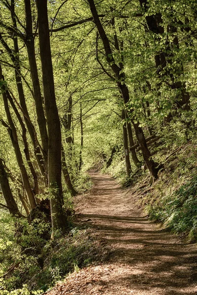 Bosque oscuro malhumorado —  Fotos de Stock