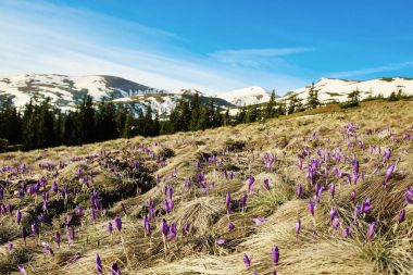 Çiğdemler ile manzara