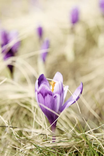 Jarní krokus květiny — Stock fotografie