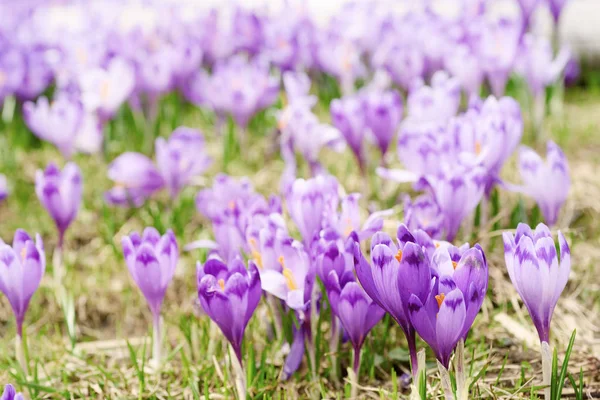 Flores de primavera de azafrán —  Fotos de Stock