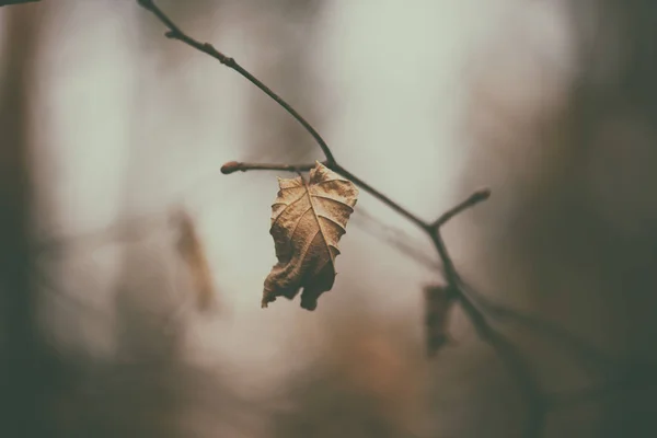 秋の紅葉 — ストック写真