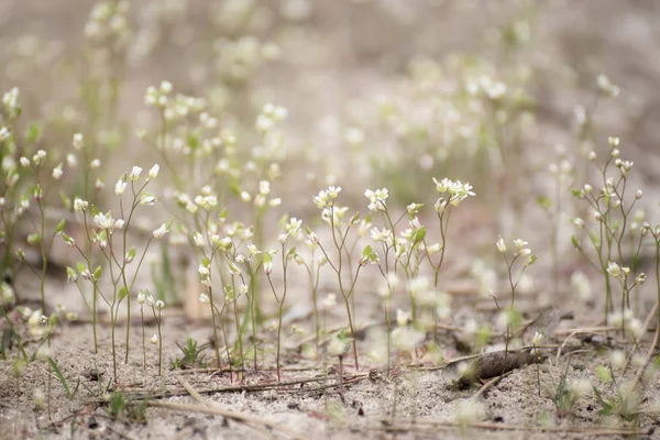 Fleurs blanches de printemps — Photo