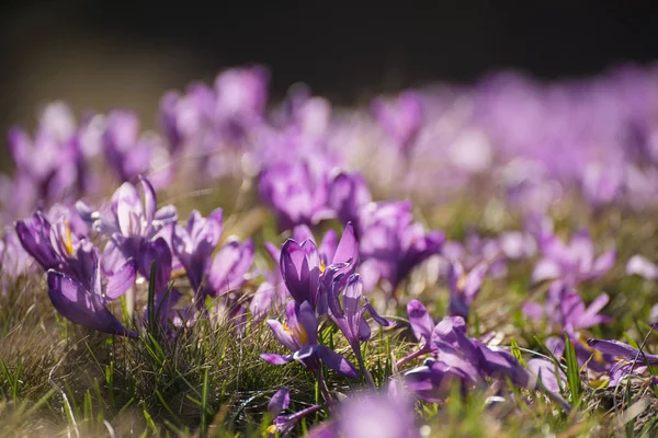 Voorjaarskrokusbloemen — Stockfoto