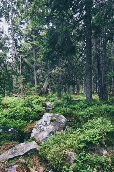 Foresta scandinava settentrionale — Foto Stock