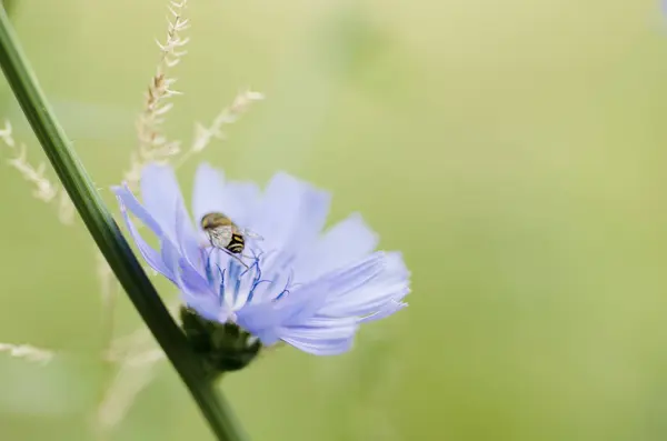 Fiore di cicoria in natura — Foto Stock